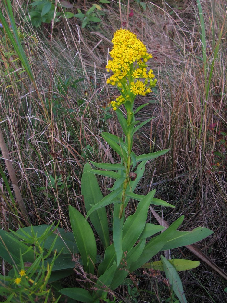 solidago_sempervirens_3